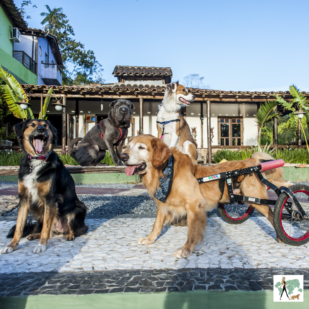 cachorros na frente de pousada