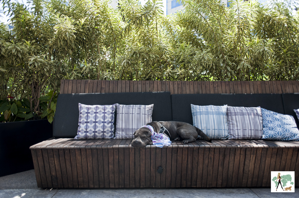 cachorro deitado em cima de lounge do hotel Hilton Morumbi