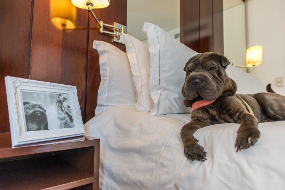 cachorro deitado na cama ao lado de porta retrato