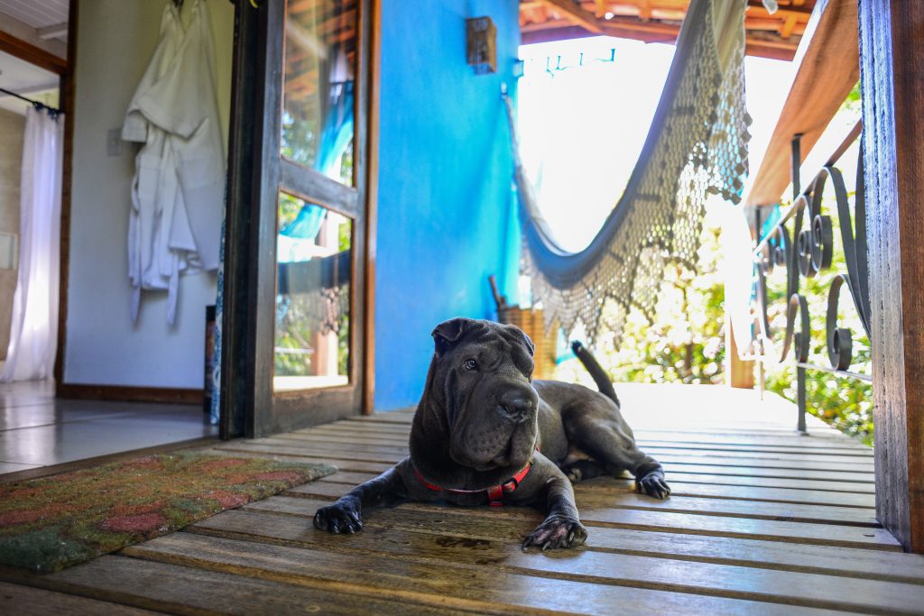 cachorro deitado na varanda