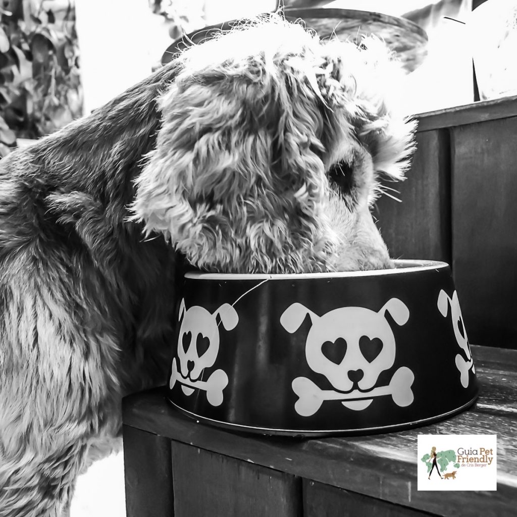 cachorro comendo em comedouro com imagem de caveira