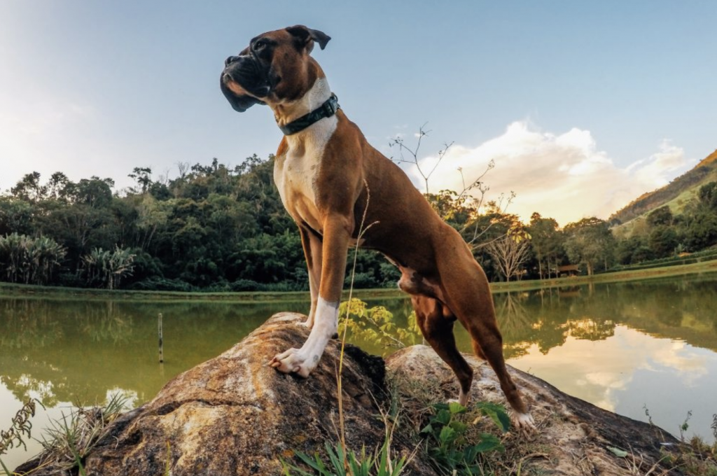 cachorro de pé em cima de pedra e lago ao fundo