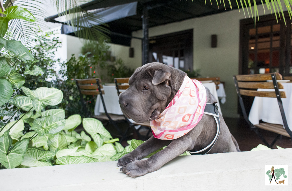 cachorro debruçado em cima de muro da varanda do Ton Ton