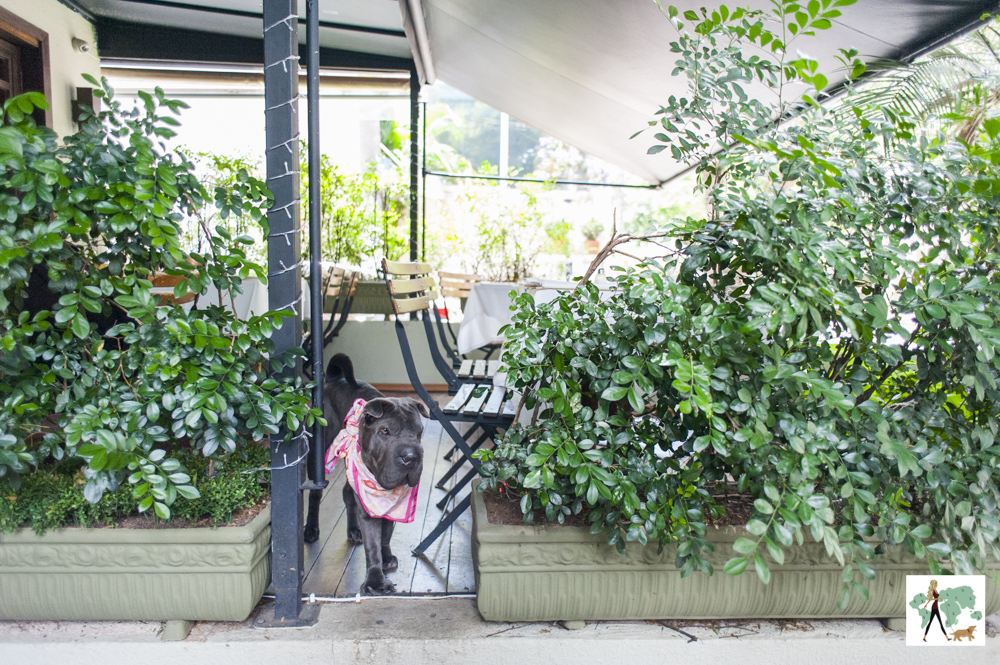 cachorro de pé entre plantas na varanda do Ton Ton