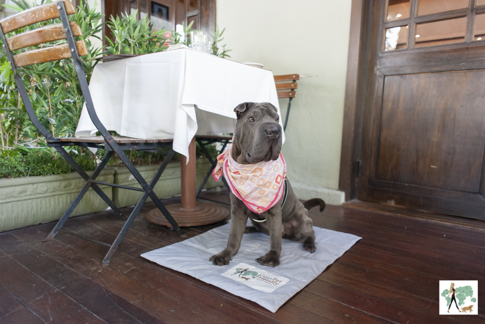 cachorro sentado ao lado de mesa no restaurante Ton Ton