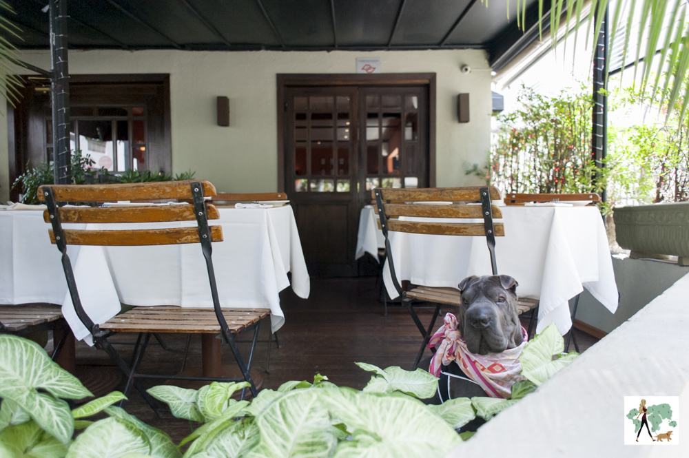 cachorro sentado na varanda do restaurante Ton Ton