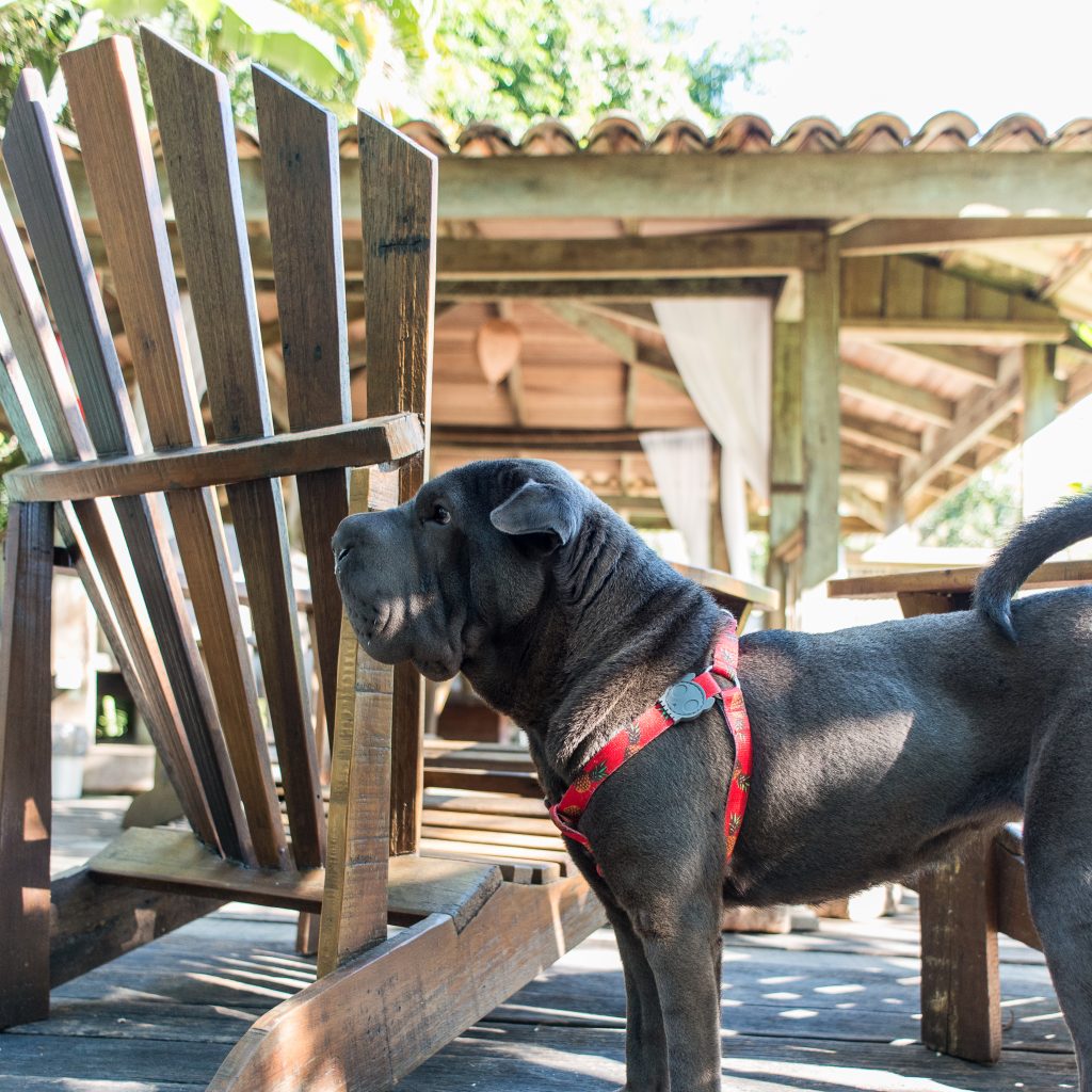 cachorro em pé ao lado de cerca de madeira