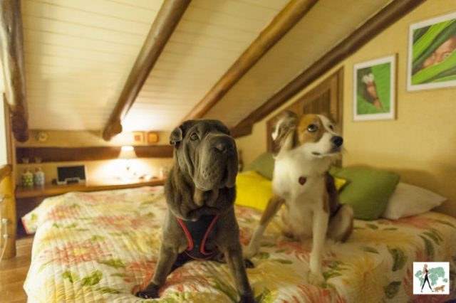 dois cachorros sentados na cama