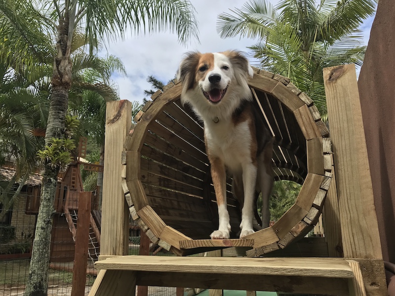 cachorro no pet parque