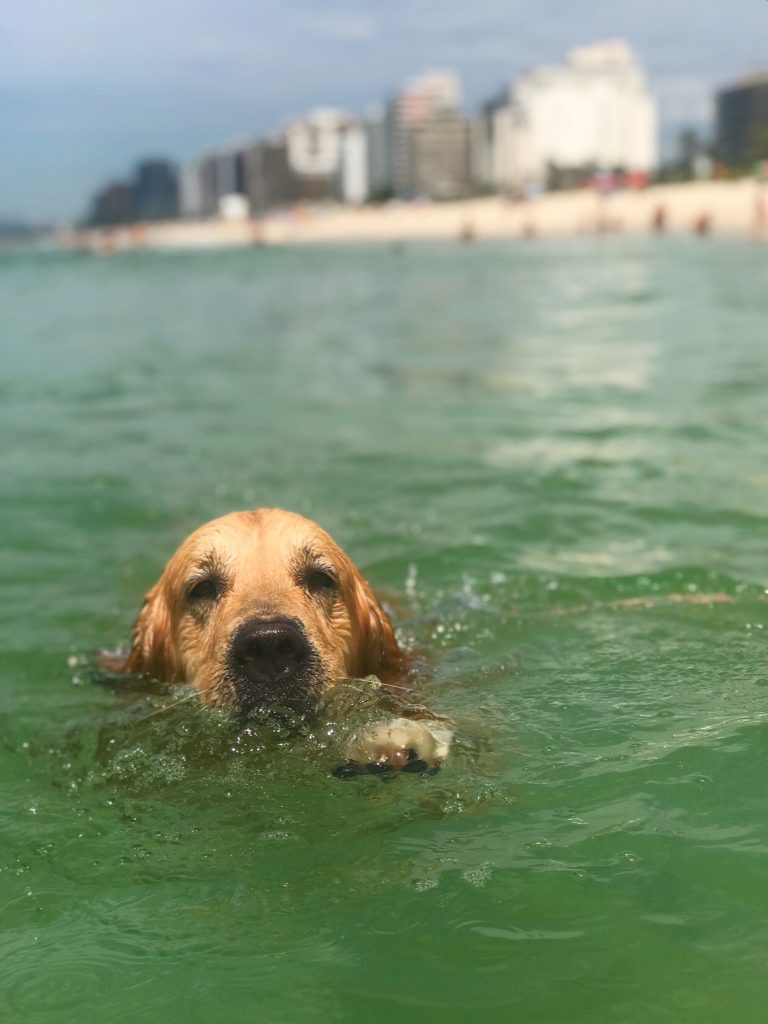 cachorro golden retriver nadando no mar no rio de janeiro