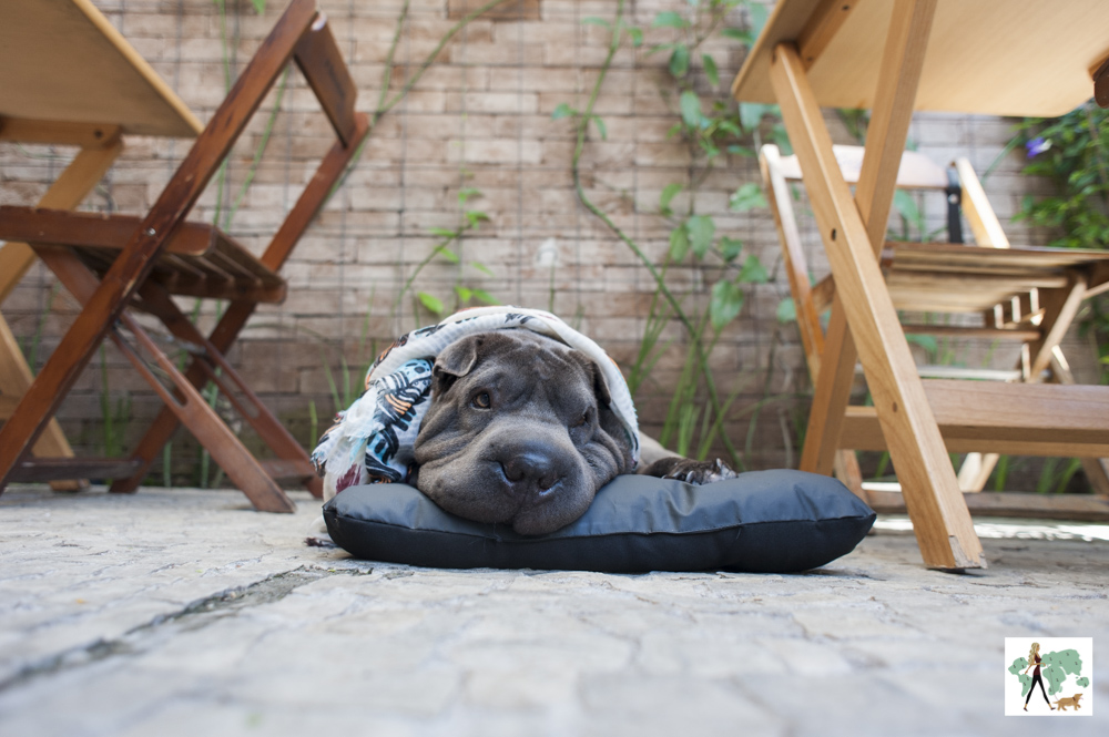 cachorro deitado em colchonete em deque pet friendly do restaurante Fritos e Assados