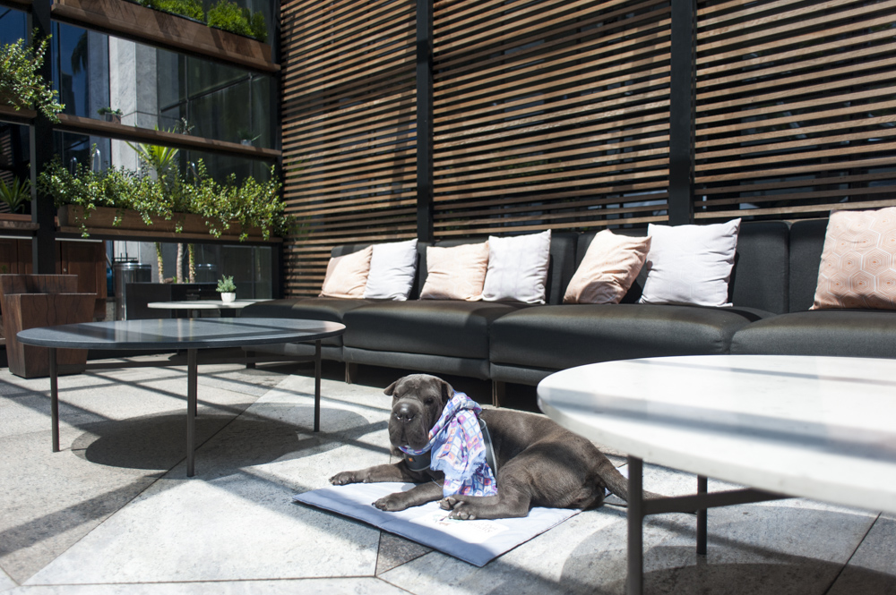 cachorro deitado em lounge de restaurante do hotel Hilton