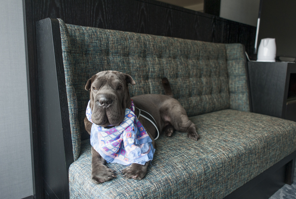 cachorro deitado em cima de sofá em quarto de hotel de luxo