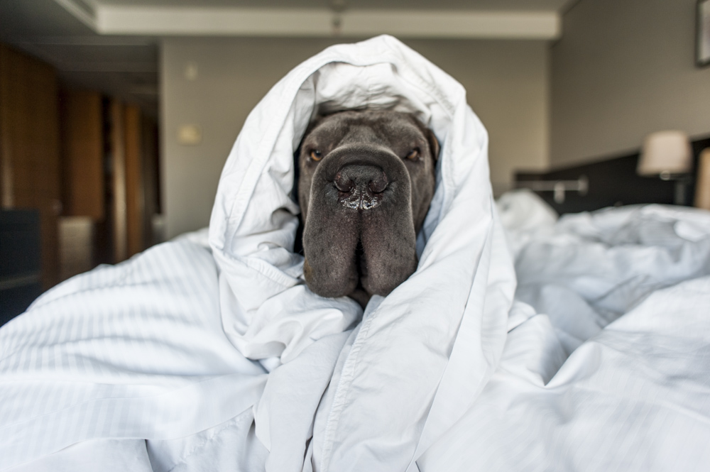 cachorro enrolado no edredon no hotel Hilton Morumbi