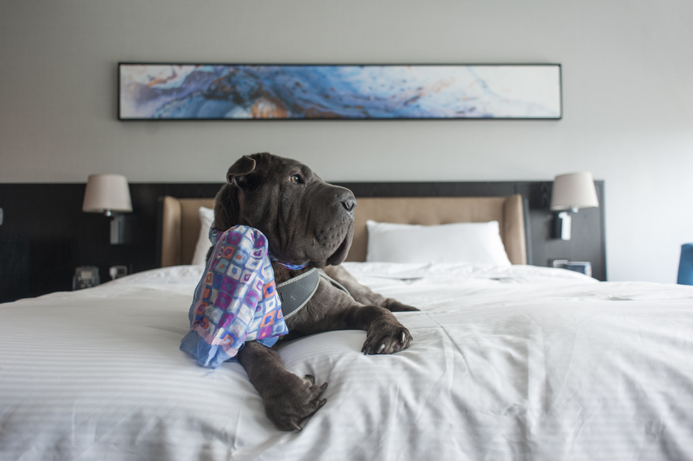 cachorro deitado em cima da cama do hotel Hilton