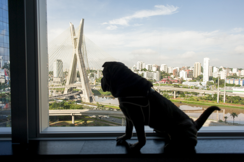 cachorro em cima da mureta de janela olhando a Ponte Estaiada
