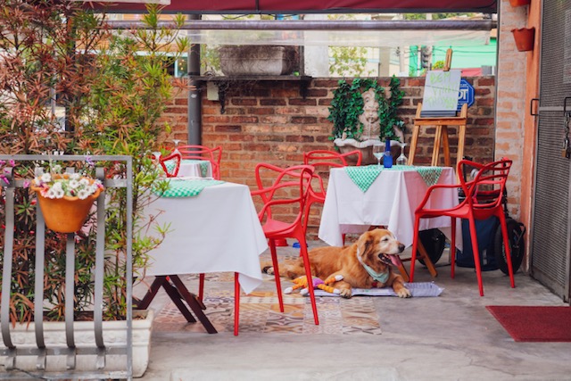 cachorro deitado em varanda de restaurante