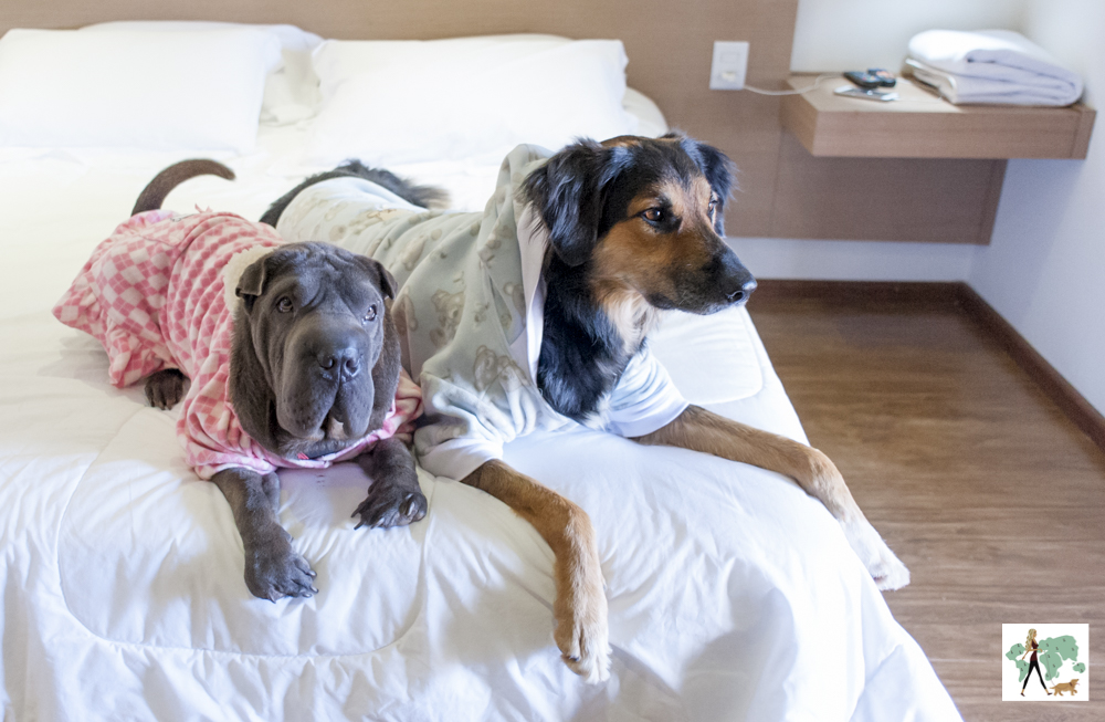 cachorros deitados na cama