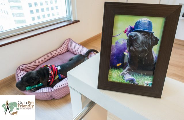 cachorro deitado na caminha
