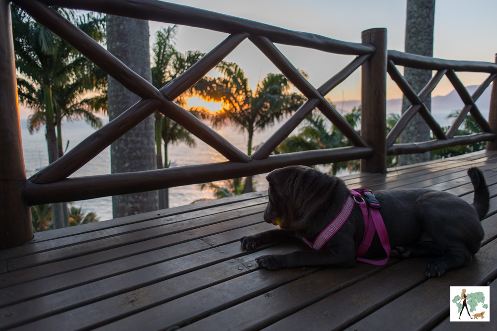 cachorro deitado na varanda olhando o pôr do sol