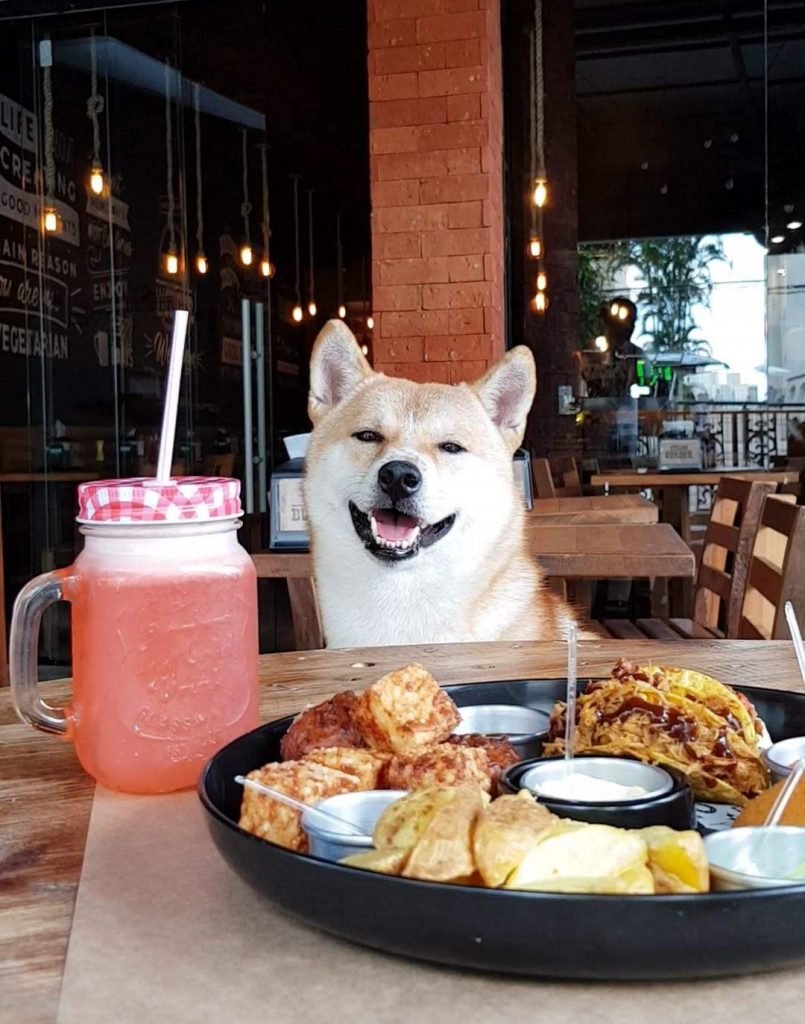 cachorro sentado em hamburgueria olhando para prato de comida