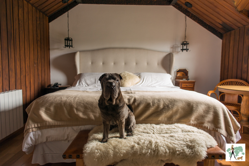 cachorro em quarto do We Hotel