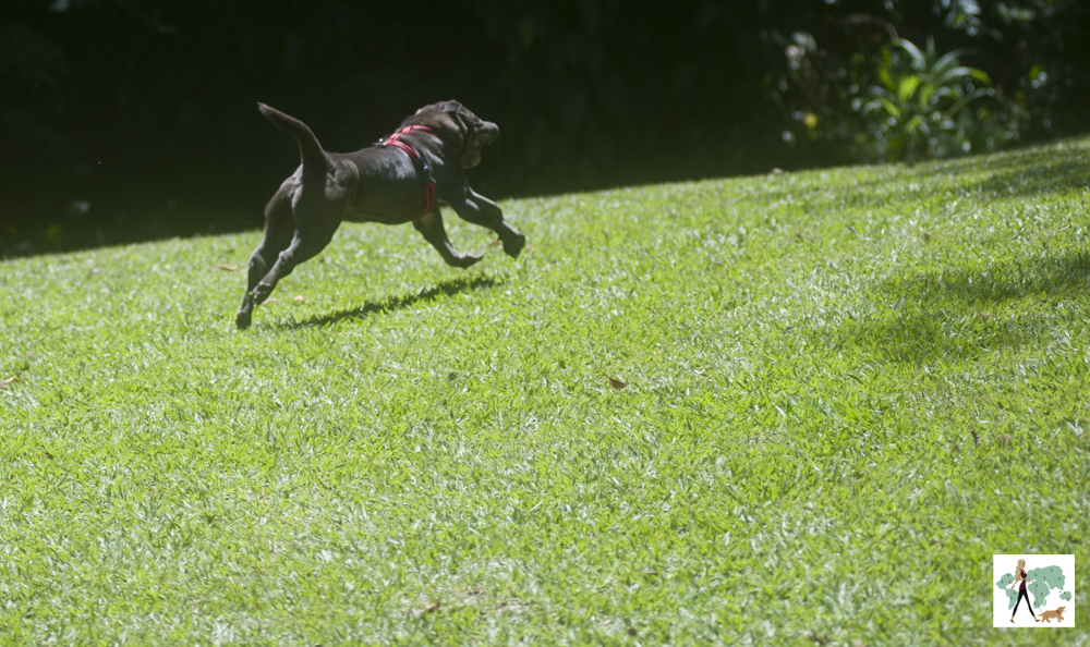 cachorro correndo em gramado