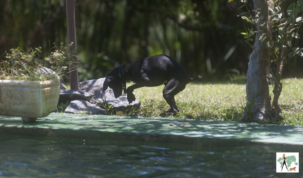cachorro preto brincando com bolinha na pousada Gaia Viva