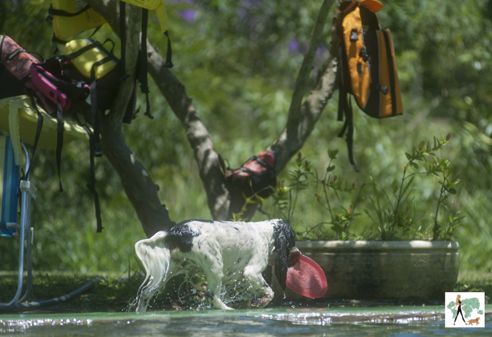cachorro com frisbee na boca