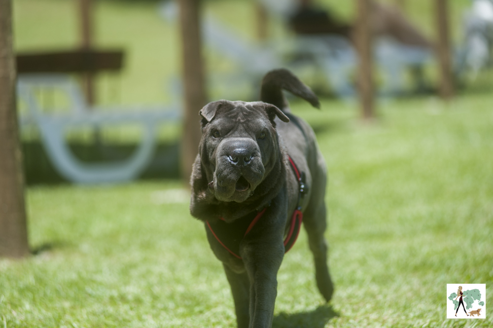 cachorro caminhando na pousada Gaia Viva
