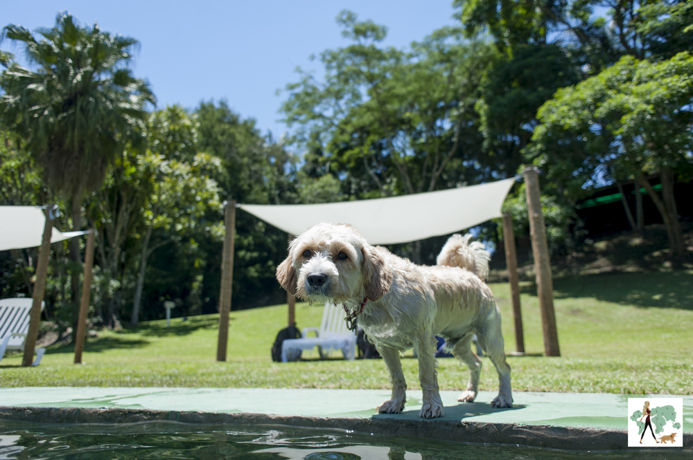 cachorro na beira da piscina da pousada Gaia Viva