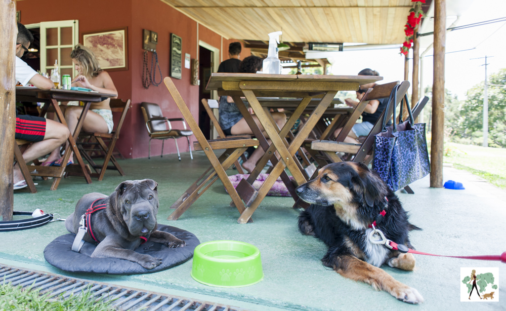 cachorros deitados ao lado de mesa em restaurante da pousada Gaia Viva