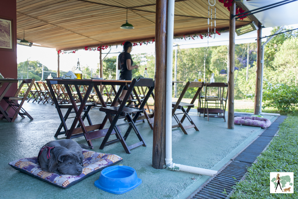 cachorro deitado em almofada em restaurante da pousada Gaia Viva