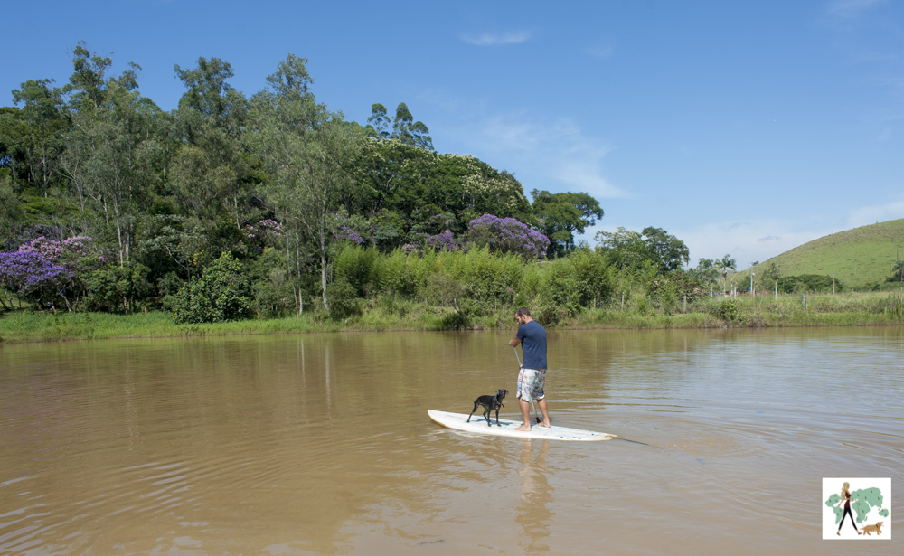 cachorro e homem em cima de prancha de stand up paddle
