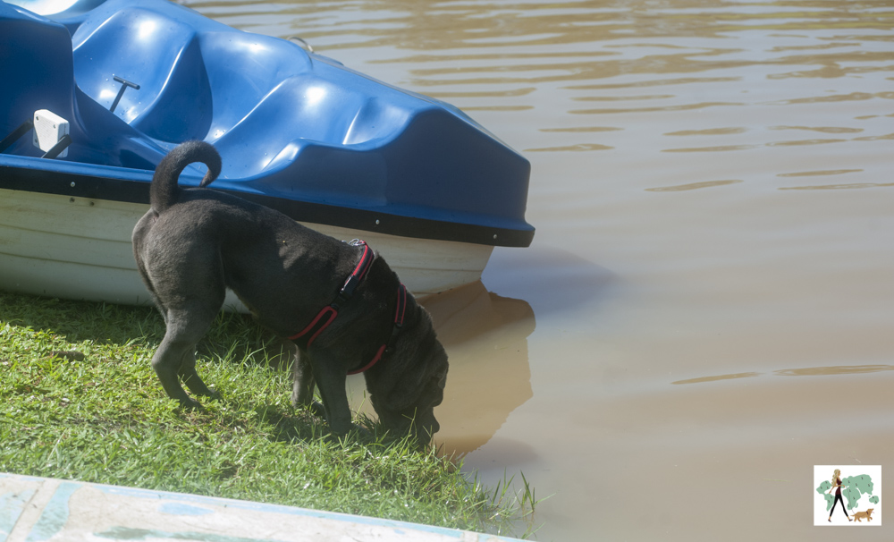 cachorro bebendo água no lado da pousada Gaia Viva
