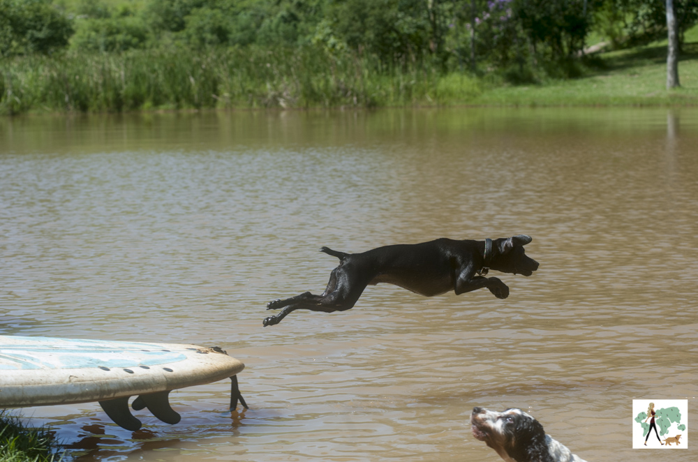 cachorro pulando no lago da pousada Gaia Viva