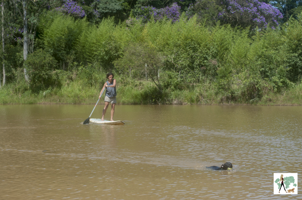 mulher em cima de stand up paddle e cachorro nadando