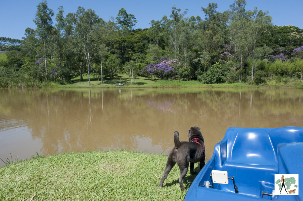 cachorro olhando para lago da pousada Gaia Viva