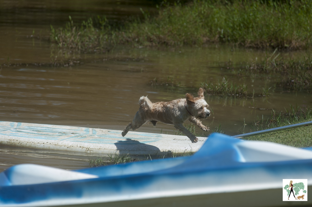 cachorro pulando na pousada Gaia Viva