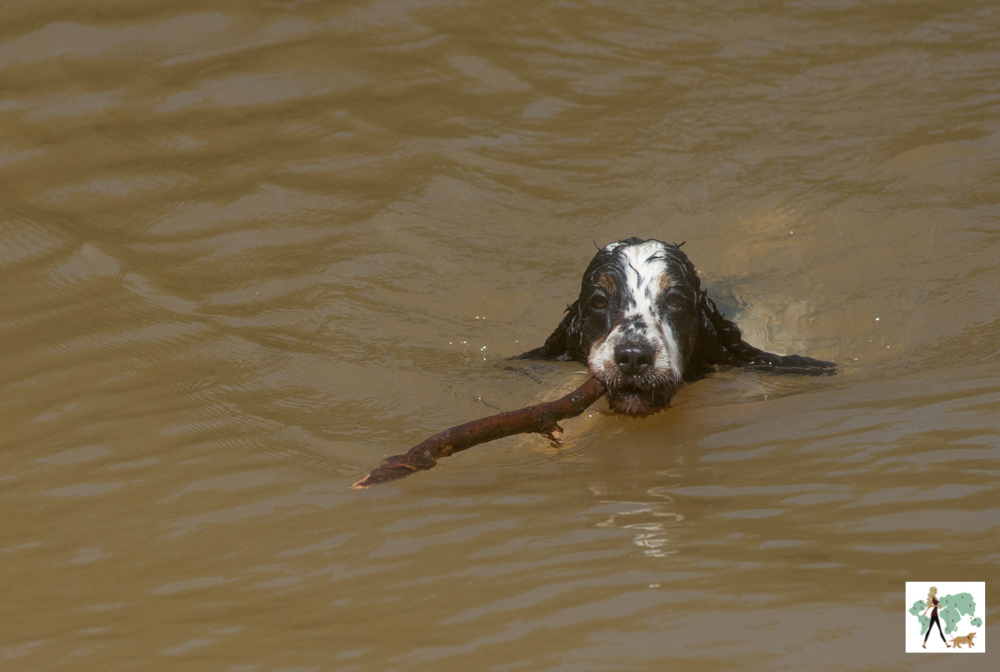 cachorro cocker spaniel nadando com tronco na boca na pousada Gaia Viva