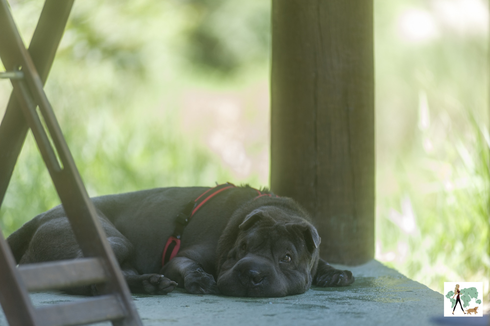 cachorro deitado na pousada Gaia Viva