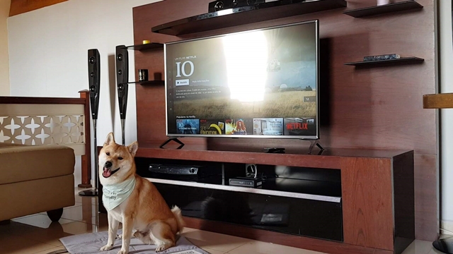 cachorro sentado na frente da tv 