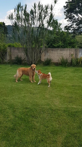 dois cachorros brincando na grama 
