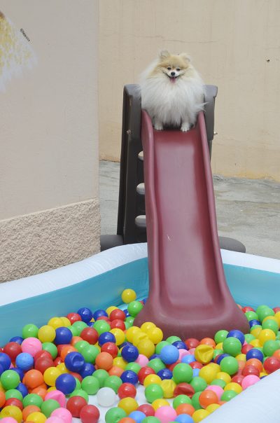 cachorro em cima de escorrega na piscina de bolinhas