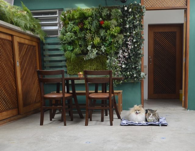 cachorro e gato deitados