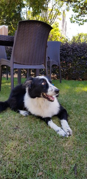 Café e Prosa: charme de cafeteria pet friendly em Porto Alegre cachorro deitado na grama