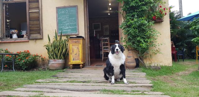 cachorro sentado na frente de casa amrela