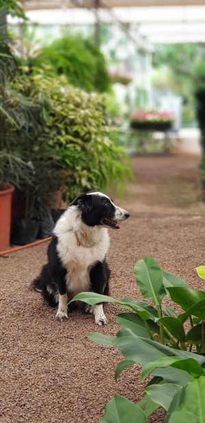 Café e Prosa: charme de cafeteria pet friendly em Porto Alegre cachorro no meio das plantas