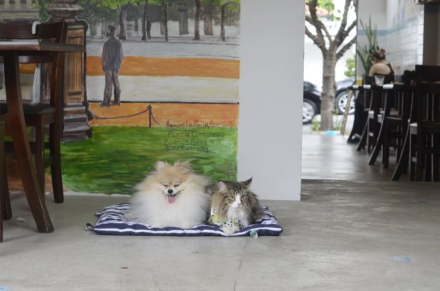 um cachorro e um gato deitados