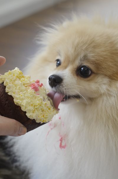 cachorro lambendo o cupcake